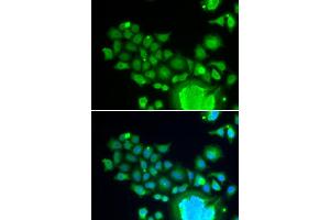 Immunofluorescence (IF) image for anti-Fizzy/cell Division Cycle 20 Related 1 (FZR1) antibody (ABIN1876730) (FZR1 Antikörper)