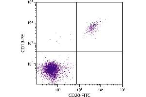 Human peripheral blood lymphocytes were stained with Mouse F(ab’)2 Anti-Human CD20-FITC. (CD20 Antikörper  (FITC))