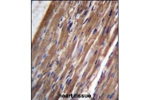FBLIM1 Antibody (C-term) (ABIN656647 and ABIN2845889) immunohistochemistry analysis in formalin fixed and paraffin embedded human heart tissue followed by peroxidase conjugation of the secondary antibody and DAB staining. (FBLIM1 Antikörper  (C-Term))