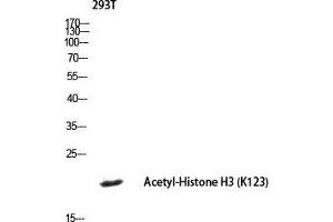 Western Blot (WB) analysis of 293T lysis using histone3 antibody. (Histone 3 Antikörper  (acLys123))