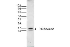 Western Blot of anti-Histone H3 K27 me2 antibody Western Blot results of Rabbit anti-Histone H3 K27 me2 antibody. (HIST1H3A Antikörper  (H3K27me2))