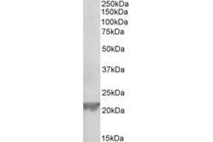 Image no. 1 for anti-Glutathione Peroxidase 1 (GPX1) (AA 11-21) antibody (ABIN1101865) (Glutathione Peroxidase 1 Antikörper  (AA 11-21))