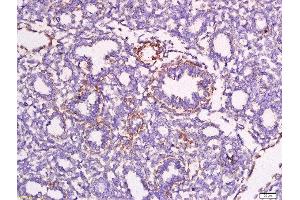 Formalin-fixed and paraffin embedded mouse embryo labeled with Anti-Apolipoprotein A V Polyclonal Antibody, Unconjugated at 1:200 followed by conjugation to the secondary antibody and DAB staining. (APOA5 Antikörper)