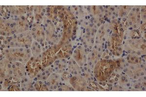 Immunohistochemistry of paraffin-embedded mouse kidney using GAPDH antibody at dilution of 1:50 (GAPDH Antikörper)