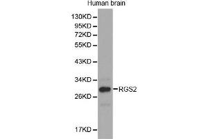 Western Blotting (WB) image for anti-Regulator of G-Protein Signaling 2 (RGS2) (AA 1-211) antibody (ABIN3022561) (RGS2 Antikörper  (AA 1-211))