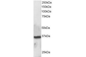 Image no. 2 for anti-Apurinic/Apyrimidinic Endonuclease 1 (APEX1) (N-Term) antibody (ABIN374178) (APEX1 Antikörper  (N-Term))
