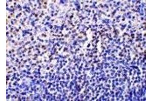 Immunohistochemistry (IHC) image for anti-Caspase 1 (CASP1) (Middle Region) antibody (ABIN1030897) (Caspase 1 Antikörper  (Middle Region))