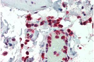 ABIN5872427 (5 µg/ml) staining of paraffin embedded Human Colon. (NCF1 Antikörper)