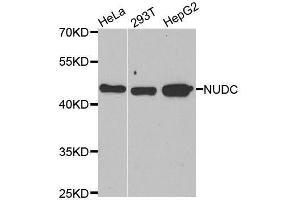 Western blot analysis of extracts of various cell lines, using NUDC antibody. (NUDC Antikörper  (AA 1-331))