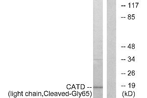 Western blot analysis of extracts from COS-7 cells, treated with etoposide (25uM, 1hour), using CATD (light chain, Cleaved-Gly65) antibody. (Cathepsin D Antikörper  (Cleaved-Gly65, Light Chain))