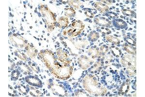 NOC4L antibody was used for immunohistochemistry at a concentration of 4-8 ug/ml to stain Epithelial cells of renal tubule (arrows) in Human Kidney. (NOC4L Antikörper)