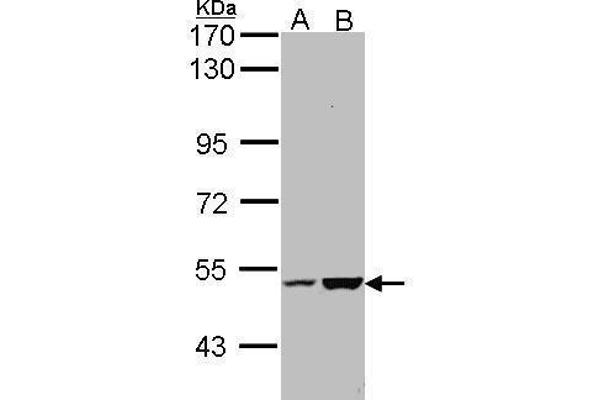KIAA0494 Antikörper  (Center)