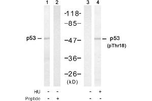 Image no. 1 for anti-Tumor Protein P53 (TP53) (Thr18) antibody (ABIN319303) (p53 Antikörper  (Thr18))