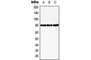Western blot analysis of HBP1 (pS402) expression in HEK293T PMA-treated (A), mouse spleen (B), rat spleen (C) whole cell lysates. (HBP1 Antikörper  (C-Term, pSer402))