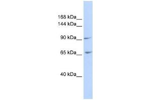 ICAM5 antibody used at 1 ug/ml to detect target protein. (ICAM5 Antikörper  (N-Term))