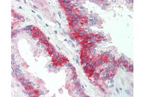 Anti-SGPP1 antibody IHC staining of human prostate. (SGPP1 Antikörper  (AA 13-42))