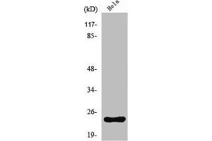 Western Blot analysis of HeLa cells using Neurensin-1 Polyclonal Antibody (Neurensin 1 Antikörper  (Internal Region))