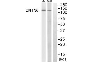 Western blot analysis of extracts from Jurkat cells and A549 cells, using CNTN6 antibody. (Contactin 6 Antikörper)