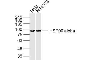 Lane 1: HeLa cell lysates; Lane 2: NIH/3T3 Cell lysates; probed with HSP90A (3H7) Monoclonal Antibody, unconjugated (bsm-33210M) at 1:300 overnight at 4°C followed by a conjugated secondary antibody for 60 minutes at 37°C. (HSP90AA1 Antikörper)