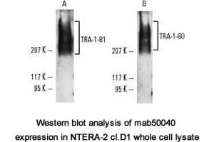 Image no. 1 for anti-TRA-1-60(R) antibody (ABIN1721784) (TRA-1-60(R) Antikörper)