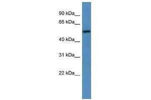 TM9SF1 antibody used at 0. (TM9SF1 Antikörper  (C-Term))