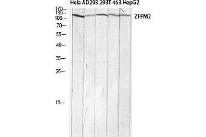 Western Blot (WB) analysis of HeLa AD293 293T 453 HepG2 lysis using ZFPM2 antibody. (ZFPM2 Antikörper)