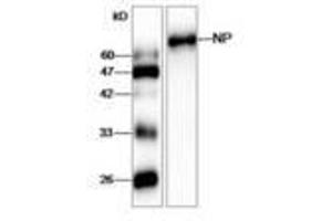 Image no. 1 for anti-Influenza Nucleoprotein antibody (Influenza A Virus) (ABIN791607) (Influenza Nucleoprotein Antikörper (Influenza A Virus))