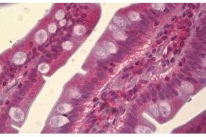 Anti-MAPK8 / JNK1 antibody IHC staining of human small intestine. (JNK Antikörper)