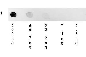 Dot Blot of Mouse Anti-Human IgG Rhodamine Conjugated Secondary Antibody. (Maus anti-Human IgG (Heavy & Light Chain) Antikörper (TRITC) - Preadsorbed)