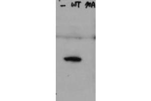 Western Blot of Rabbit Anti-Hice1 pS70 antibody. (HICE1 PS70 (Internal Region) Antikörper)