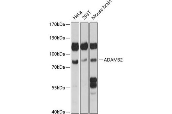 ADAM32 Antikörper  (AA 703-787)