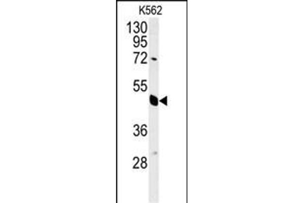 EIF3G Antikörper  (AA 209-238)
