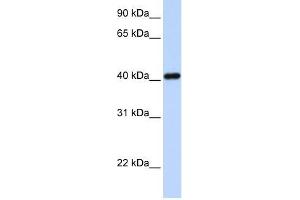 Western Blot showing IRX6 antibody used at a concentration of 1-2 ug/ml to detect its target protein. (IRX6 Antikörper  (N-Term))