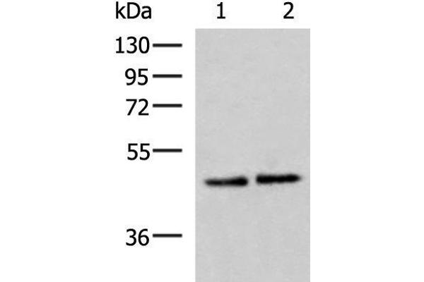 Actin-Like 6B Antikörper