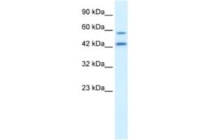 Western Blotting (WB) image for anti-Autophagy related 4B Cysteine Peptidase (ATG4B) antibody (ABIN2460951) (ATG4B Antikörper)
