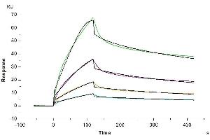 Human FGFR4, hFc Tag captured on CM5 Chip via Protein A can bind Human Beta Klotho, His Tag with an affinity constant of 13. (FGFR4 Protein (AA 22-369) (Fc Tag))