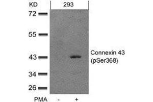 Western blot analysis of extracts from 293 cells untreated or treated with PMA using Connexin 43(phospho-Ser368) Antibody. (Connexin 43/GJA1 Antikörper  (pSer368))