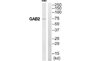 Western blot analysis of extracts from K562 cells, using GAB2 antibody. (GAB2 Antikörper  (Internal Region))