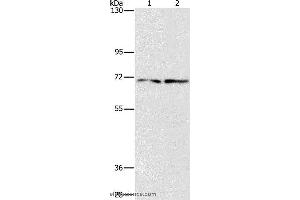Western blot analysis of HepG2 and 293T cell, using IFT74 Polyclonal Antibody at dilution of 1:1400 (IFT74 Antikörper)