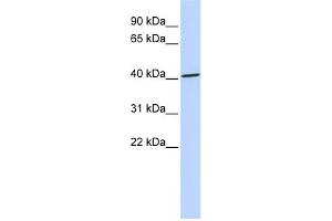 WB Suggested Anti-ZNF696 Antibody Titration:  0. (ZNF696 Antikörper  (N-Term))