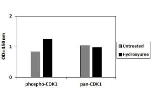 HeLa cells were treated or untreated with Hydroxyurea. (CDK1 ELISA Kit)