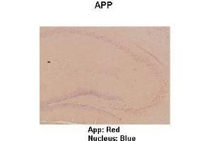 Sample Type : Mouse hippo campus  Primary Antibody Dilution :  1:100  Secondary Antibody: Anti-rabbit-HRP  Secondary Antibody Dilution:  1:300  Color/Signal Descriptions: App: Red Nucleus: Blue  Gene Name: App  Submitted by: Teresa Gunn (APP Antikörper  (C-Term))