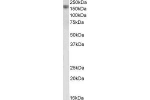 ABIN4902746 (1µg/ml) staining of Human Prostate lysate (35µg protein in RIPA buffer). (Pro-EGF Antikörper)