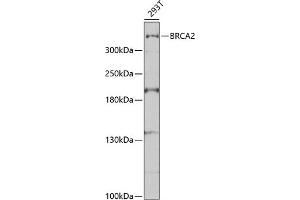 Western blot analysis of extracts of 293T cells, using BRC antibody (435) at 1:1000 dilution. (BRCA2 Antikörper  (AA 1-300))
