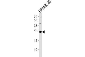 Western Blotting (WB) image for anti-CD3g Molecule, gamma (CD3-TCR Complex) (CD3G) antibody (ABIN2998378) (CD3G Antikörper)