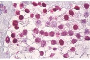 Anti-Histone H3 antibody IHC staining of human testis. (Histone 3 Antikörper  (AA 1-50))