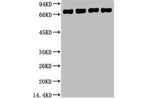 Western blot analysis of 1) HepG2, 2) 293T, 3) Mouse Brain Tissue, 4) Rat Brain Tissue, diluted at 1:5000. (Lamin B1 Antikörper)