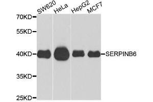 Western blot analysis of extracts of various cell lines, using SERPINB6 antibody (ABIN6003652) at 1/1000 dilution. (SERPINB6 Antikörper)