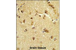 Formalin-fixed and paraffin-embedded brain tissue reacted with RBM14 Antibody , which was peroxidase-conjugated to the secondary antibody, followed by DAB staining. (RBM14 Antikörper  (AA 193-223))