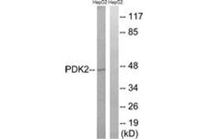 Western Blotting (WB) image for anti-Pyruvate Dehydrogenase Kinase, Isozyme 2 (PDK2) (AA 260-309) antibody (ABIN2890558) (PDK2 Antikörper  (AA 260-309))